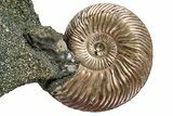 Iridescent, Pyritized Ammonite (Quenstedticeras) Fossil Display #353760-1